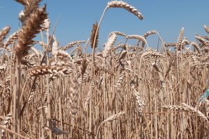 aliments éviter allaitement blé