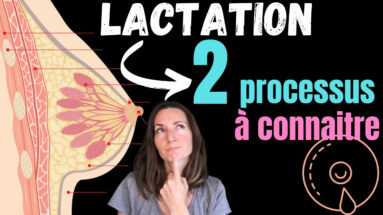 2 mécanismes de lactation à connaitre