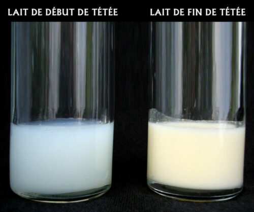 lait de début de tétée et lait de fin de tétée