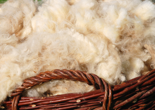 laine de mouton photo